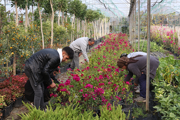 Alım Garantili Süs Bitkisi Üretimi Projesi hayata geçirildi Alım Garantili Süs Bitkisi Üretimi Projesi hayata geçirildi