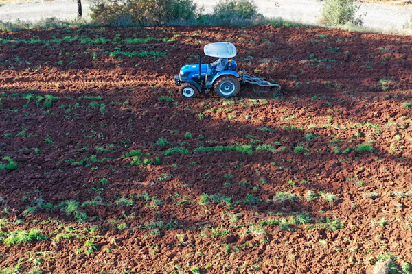 Gazipaşa’da karakılçık buğdayı üretimi sürdürülüyor