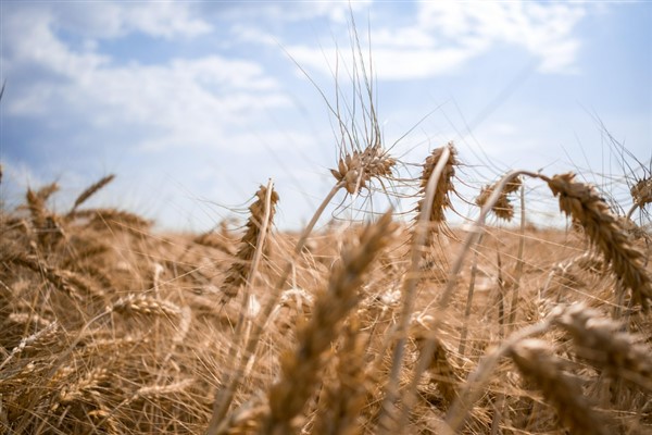 2025’te bitkisel üretimde sert düşüş: Meyve ve buğday alarm veriyor 2025’te bitkisel üretimde sert düşüş: Meyve ve buğday alarm veriyor