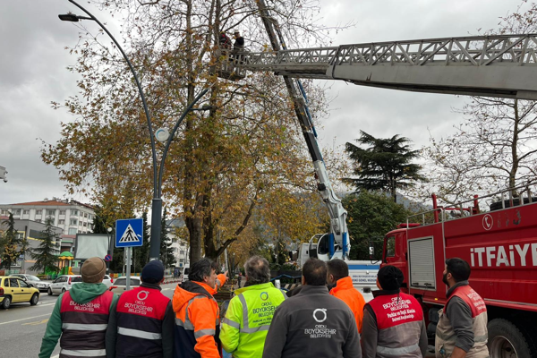 Ordu’da riskli ağaçlar budandı