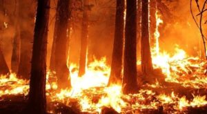 Antalya’da orman yangını