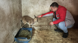 Kumluca’da bitkin halde bulunan yaban keçisini tedavi altına alındı