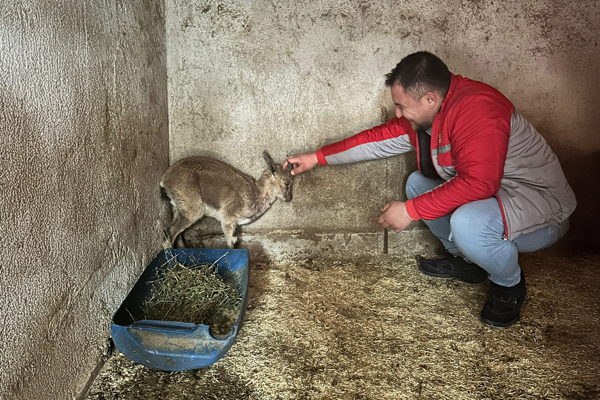 Kumluca’da bitkin halde bulunan yaban keçisini tedavi altına alındı