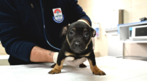 Yalova’da 5 yavru köpeğin tedavi ve bakımı tamamlandı