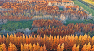 Çin’in orman örtüsü oranı yüzde 25’i geçti