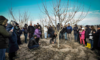 ATA Çiftliği’nde meyve ağaçlarında budama ve terbiye kursu düzenlendi ATA Çiftliği’nde meyve ağaçlarında budama ve terbiye kursu düzenlendi