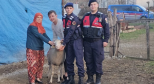 Çanakkale’de kayıp hayvanlar bulundu