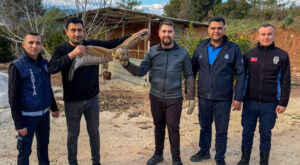 Kumluca’da yaralı halde bulunan atmaca tedavi edildi