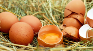 TÜİK – Tavuk eti üretimi 233 bin 887 ton, tavuk yumurtası üretimi 1,77 milyar adet oldu