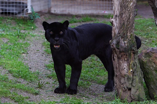 İzmir Doğal Yaşam Parkı’ndaki Jaguar Juliet hayatını kaybetti İzmir Doğal Yaşam Parkı’ndaki Jaguar Juliet hayatını kaybetti