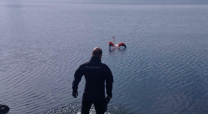 İzmir İtfaiyesi’nden flamingo operasyonu