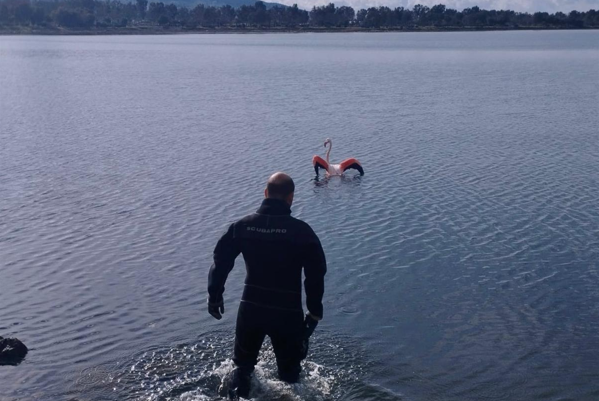 İzmir İtfaiyesi’nden flamingo operasyonu İzmir İtfaiyesi’nden flamingo operasyonu