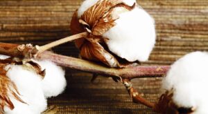 DCT Trading’ten pamuk ihracatı