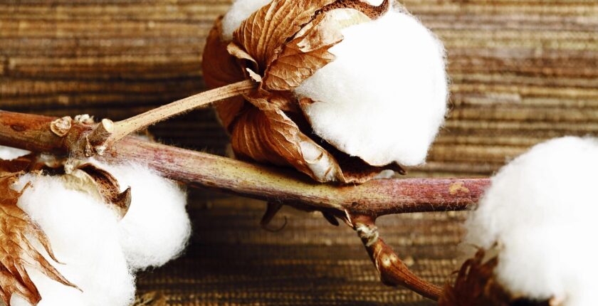 DCT Trading’ten pamuk ihracatı