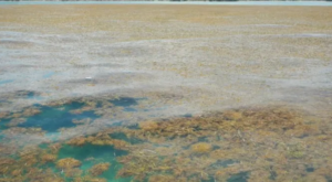 Bilim insanları, dünya çapında deniz yosunu patlaması konusunda uyarıyor