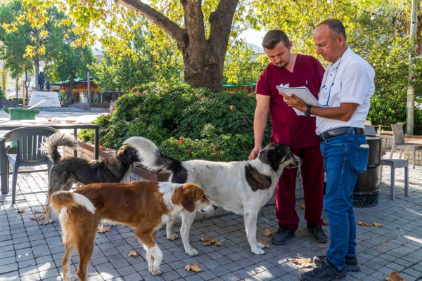 İzmir’de 86 bin sokak hayvanı tedavi edildi İzmir’de 86 bin sokak hayvanı tedavi edildi