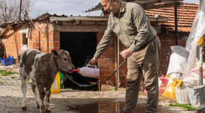 İzmir’de 3 bin 500 hayvancılık işletmesine buzağı kiti desteği sağlandı