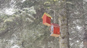 Çorum’da çocuklar doğaya kuş evleri bıraktı Çorum’da çocuklar doğaya kuş evleri bıraktı