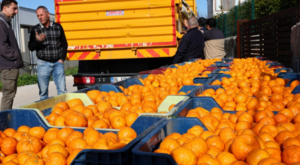 Bodrum Mandalini Türkiye’nin dört bir yanına ulaşıyor