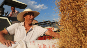 Çin’in tahıl üretimi iki yıldır 700 milyon tonun üzerinde seyrediyor