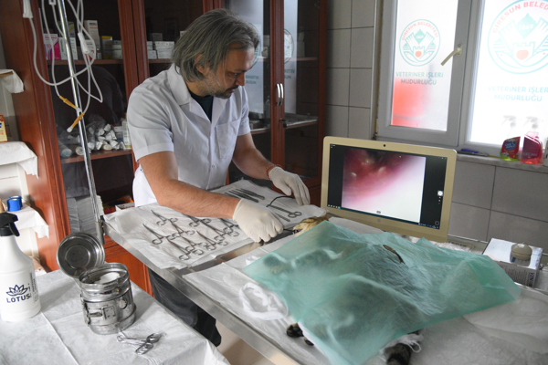 Giresun’da sokak hayvanları için sağlık yatırımı