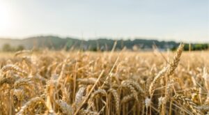 TÜRİB ELÜS piyasasında arpa, buğday ve mısır fiyatları haftayı hafif artışla kapadı