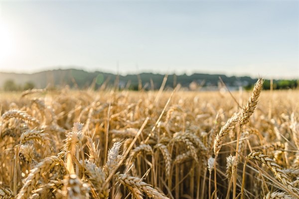 TÜRİB ELÜS piyasasında arpa, buğday ve mısır fiyatları haftayı hafif artışla kapadı TÜRİB ELÜS piyasasında arpa, buğday ve mısır fiyatları haftayı hafif artışla kapadı