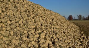 Kütahya Şeker’den, üreticiye ödeme