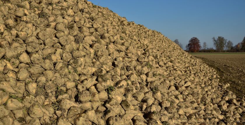 Kütahya Şeker’den, üreticiye ödeme Kütahya Şeker’den, üreticiye ödeme