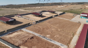 Şanlıurfa’da sahipsiz hayvanların toplanmasında hedefe ulaşıldı