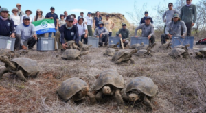 Dev kaplumbağalar NASA rehberliğinde Galapagos’ta vahşi doğaya dönüyor