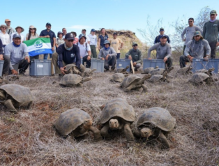 Dev kaplumbağalar NASA rehberliğinde Galapagos’ta vahşi doğaya dönüyor Dev kaplumbağalar NASA rehberliğinde Galapagos’ta vahşi doğaya dönüyor