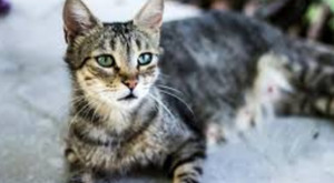 Araştırma: Kediler, insan kanseri tedavisi için ipuçları barındırabilir