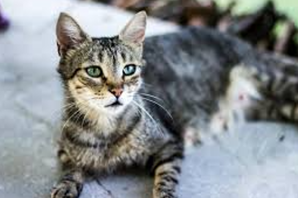 Araştırma: Kediler, insan kanseri tedavisi için ipuçları barındırabilir Araştırma: Kediler, insan kanseri tedavisi için ipuçları barındırabilir