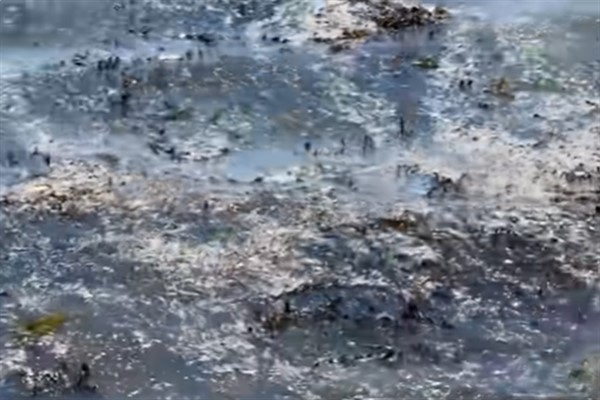 Yeni Zelanda’danın başkentinde lağım atıkları iki haftadır okyanusa akıyor Yeni Zelanda’danın başkentinde lağım atıkları iki haftadır okyanusa akıyor