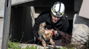 İzmir’de afetzede hayvanlar için arama kurtarma eğitimi verildi