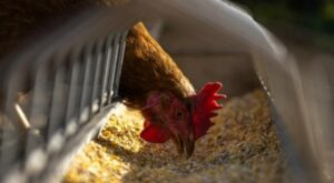 TÜİK- Tavuk eti üretimi 253 bin 993 ton, tavuk yumurtası üretimi 1,86 milyar adet oldu TÜİK- Tavuk eti üretimi 253 bin 993 ton, tavuk yumurtası üretimi 1,86 milyar adet oldu