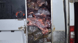 Sakarya’da 3 tonun üzerinde kaçak sakatat ele geçirildi