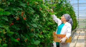 Seralarda sel felaketine Elara Tarım’dan dirençli çözüm