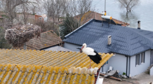 Karabatı: 15 yıllık hikaye sadakatin ve sevginin sembolü haline geldi Karabatı: 15 yıllık hikaye sadakatin ve sevginin sembolü haline geldi