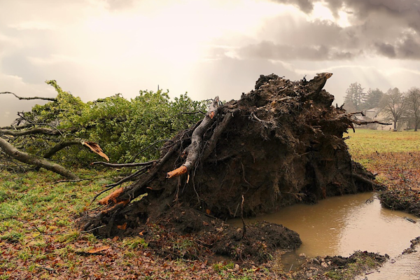 Meteorolojiden Doğu Karadeniz’in iç kesimlerinde fırtına uyarısı
