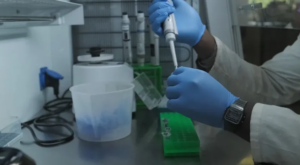 Aslan DNA’sı, kaçak avcıların ilk kez mahkum edilmesine yardımcı oldu