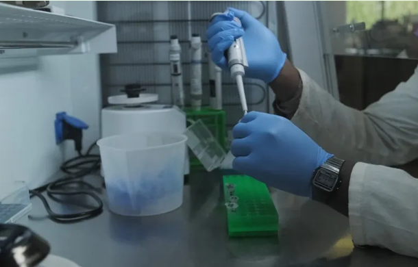 Aslan DNA’sı, kaçak avcıların ilk kez mahkum edilmesine yardımcı oldu Aslan DNA’sı, kaçak avcıların ilk kez mahkum edilmesine yardımcı oldu