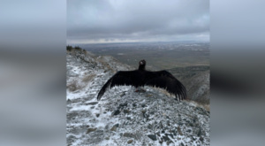 Eskişehir’de tedavi edilen şahin ve kara akbaba doğaya salındı