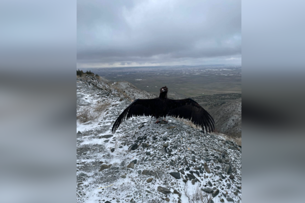 Eskişehir’de tedavi edilen şahin ve kara akbaba doğaya salındı