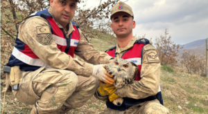 Siirt’te Kulaklı Baykuş koruma altına alındı