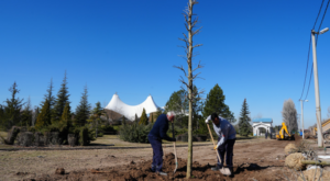 Sazova’da ağaçlandırma çalışmaları başladı