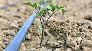 Manisa’da üreticiye yüzde 75 hibeli fide desteği