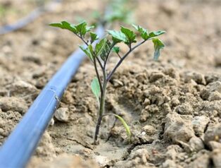 Manisa’da üreticiye yüzde 75 hibeli fide desteği