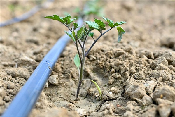 Manisa’da üreticiye yüzde 75 hibeli fide desteği Manisa’da üreticiye yüzde 75 hibeli fide desteği